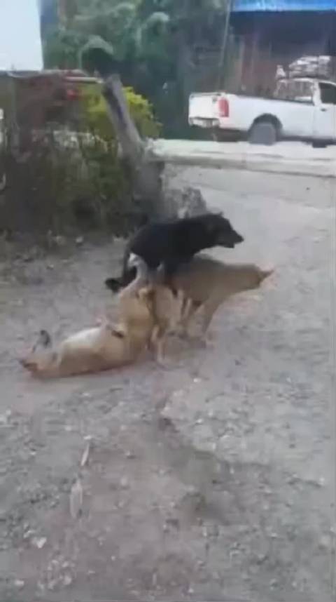 孙颖莎王楚钦赛场对决引热议技术细节成焦点